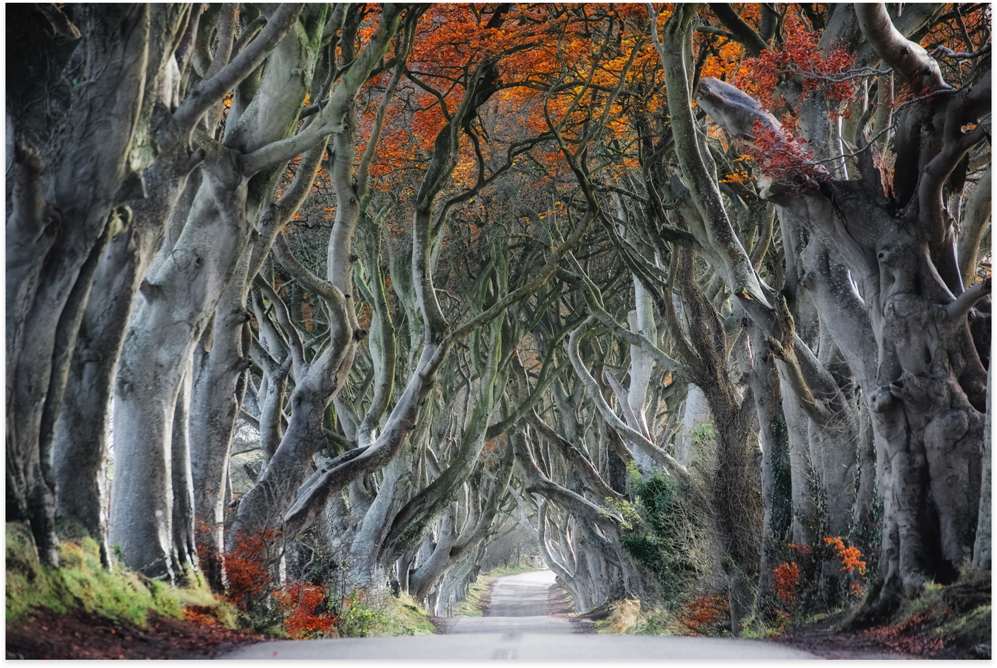 The Dark Hedges