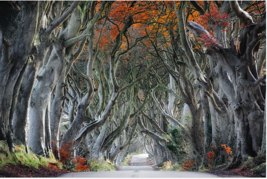 The Dark Hedges